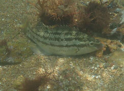 Image of Baillon's Wrasse