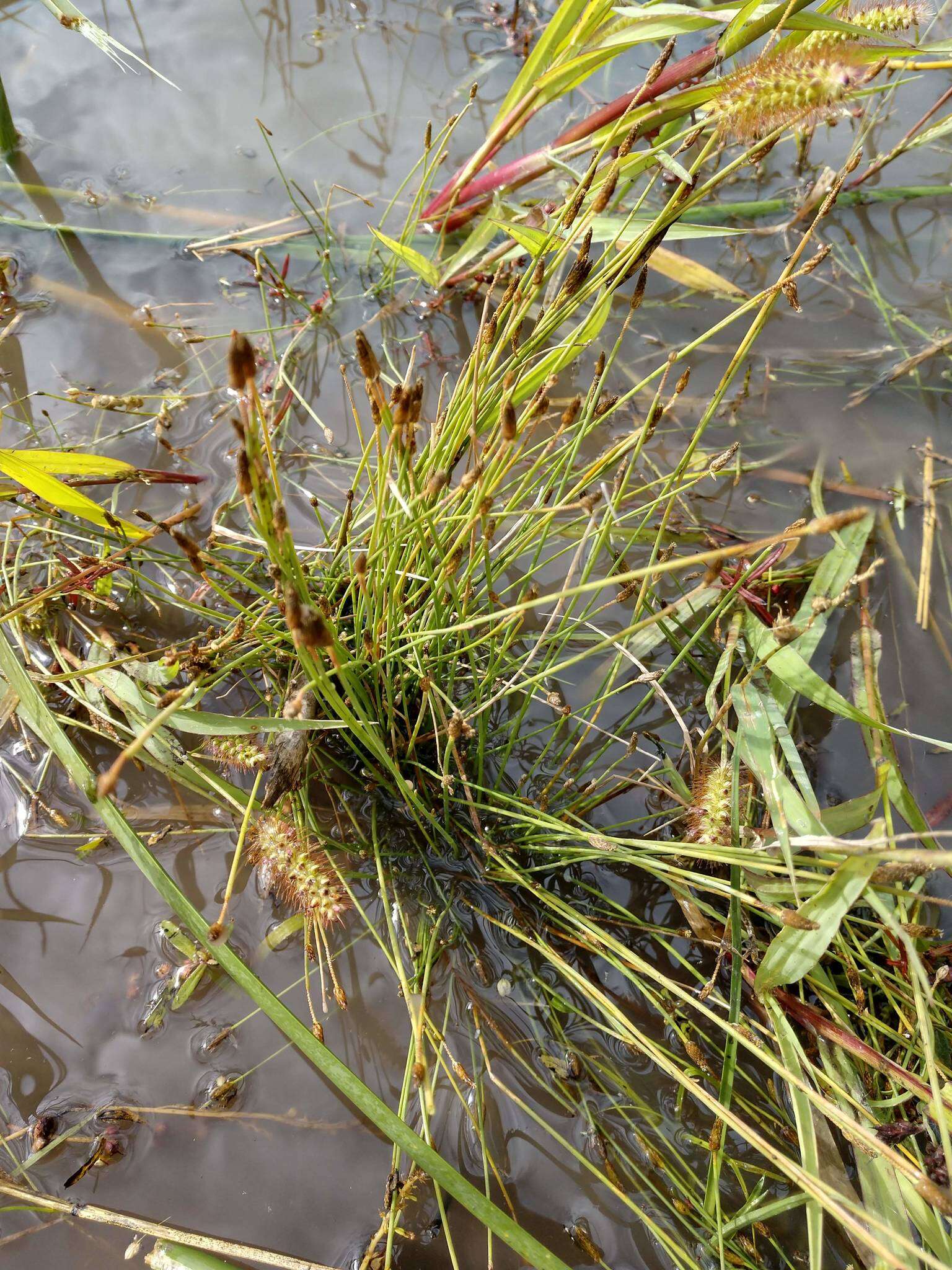 Image of Engelmann's Spike-Rush