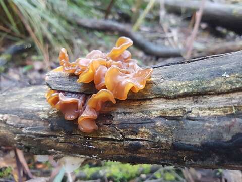 Image of Phaeotremella fimbriata (Pers.) Spirin & Malysheva