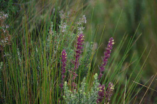 Image of Neobartsia laticrenata (Benth.) Uribe-Convers & Tank