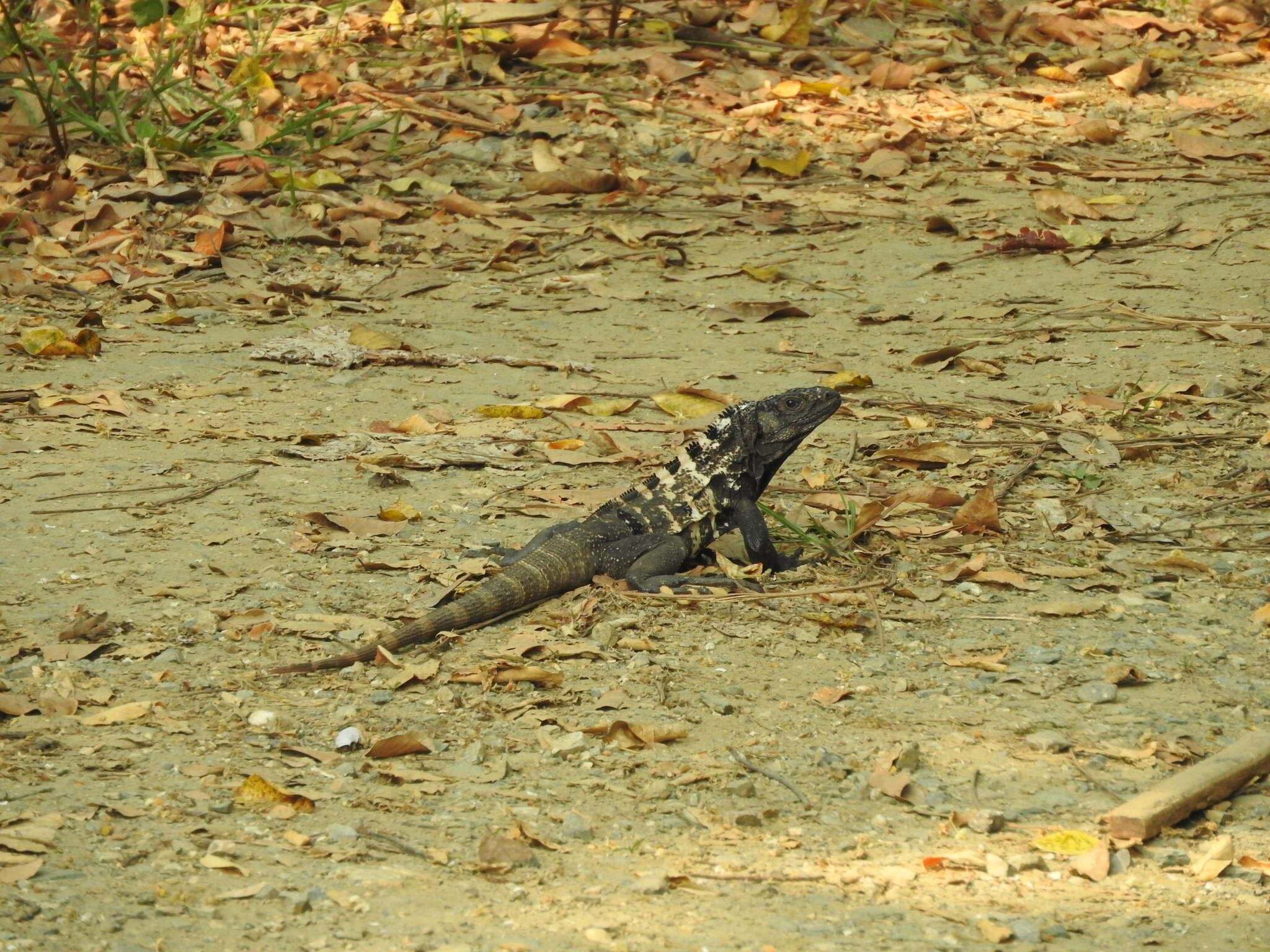 Image of De Queiroz's Spiny-tailed Iguana