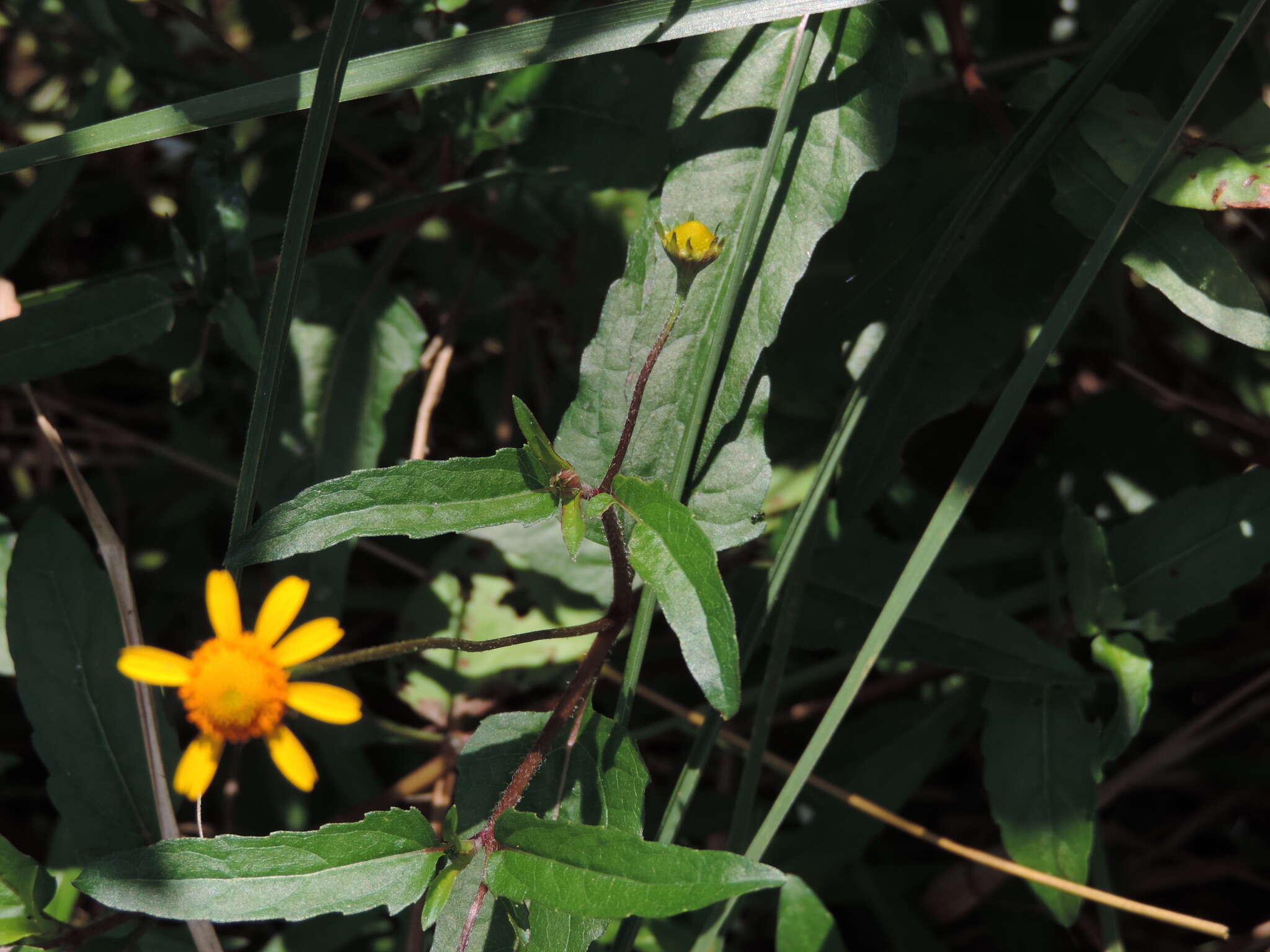 Image de Acmella repens (Walt.) Richard