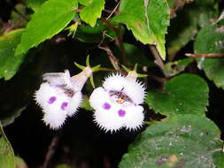 Image of Achimenes fimbriata Rose ex C. V. Morton