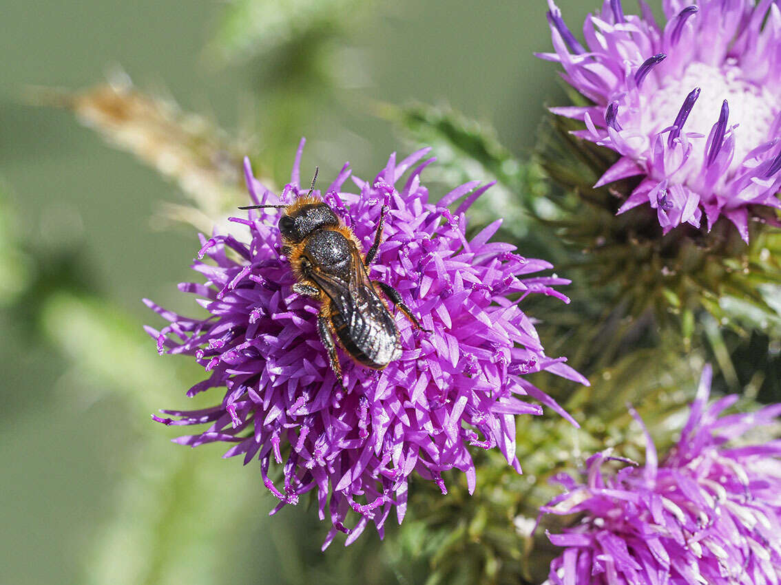 Image of Osmia niveata (Fabricius 1804)