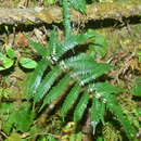 Image de Pteris normalis D. Don