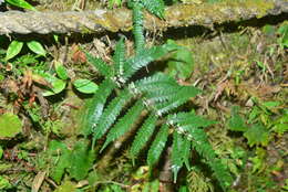 Image of Pteris normalis D. Don