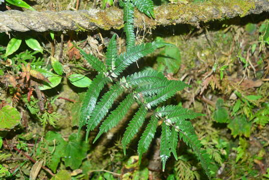 Sivun Pteris normalis D. Don kuva