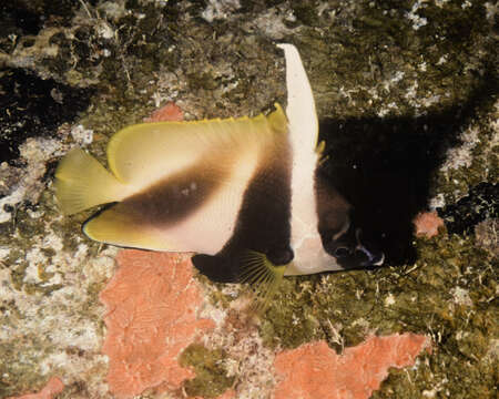 Image of Bannerfish