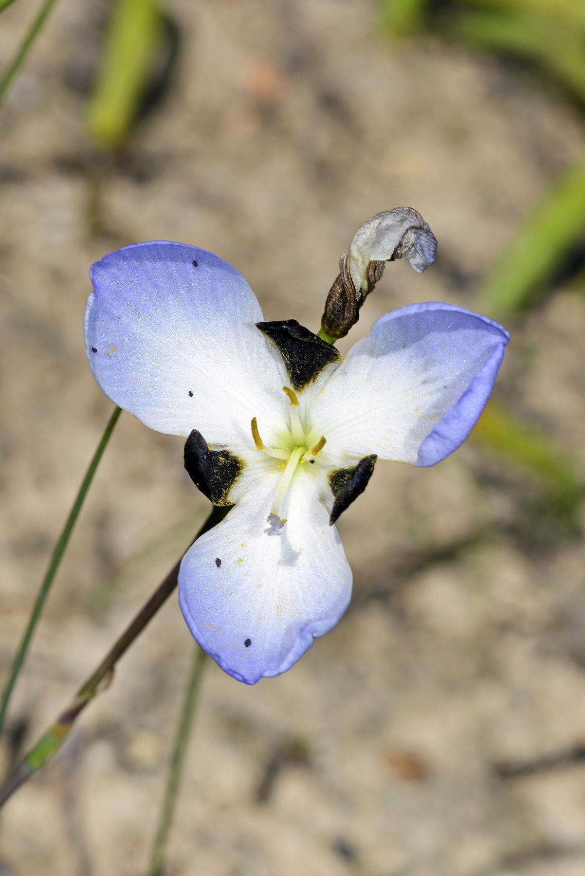 Image of Aristea lugens (L. fil.) Weim.