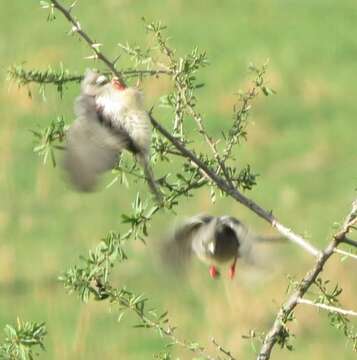 Image of White-backed Mousebird