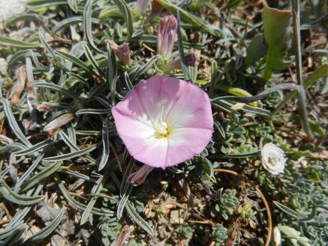 Image of Convolvulus lineatus L.