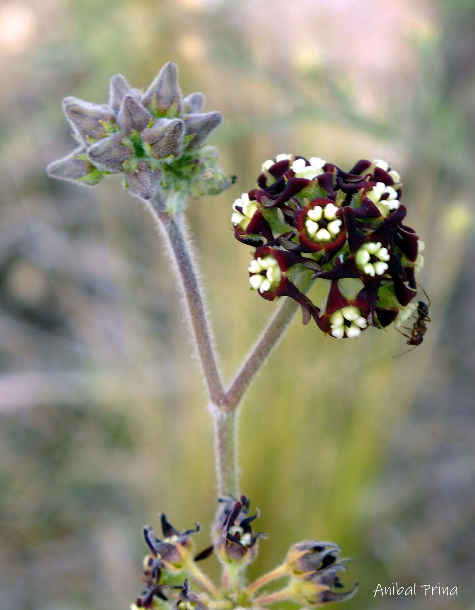 Image of Oxypetalum arnottianum Buek ex Fourn.