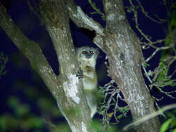 Image of white-footed sportive lemur