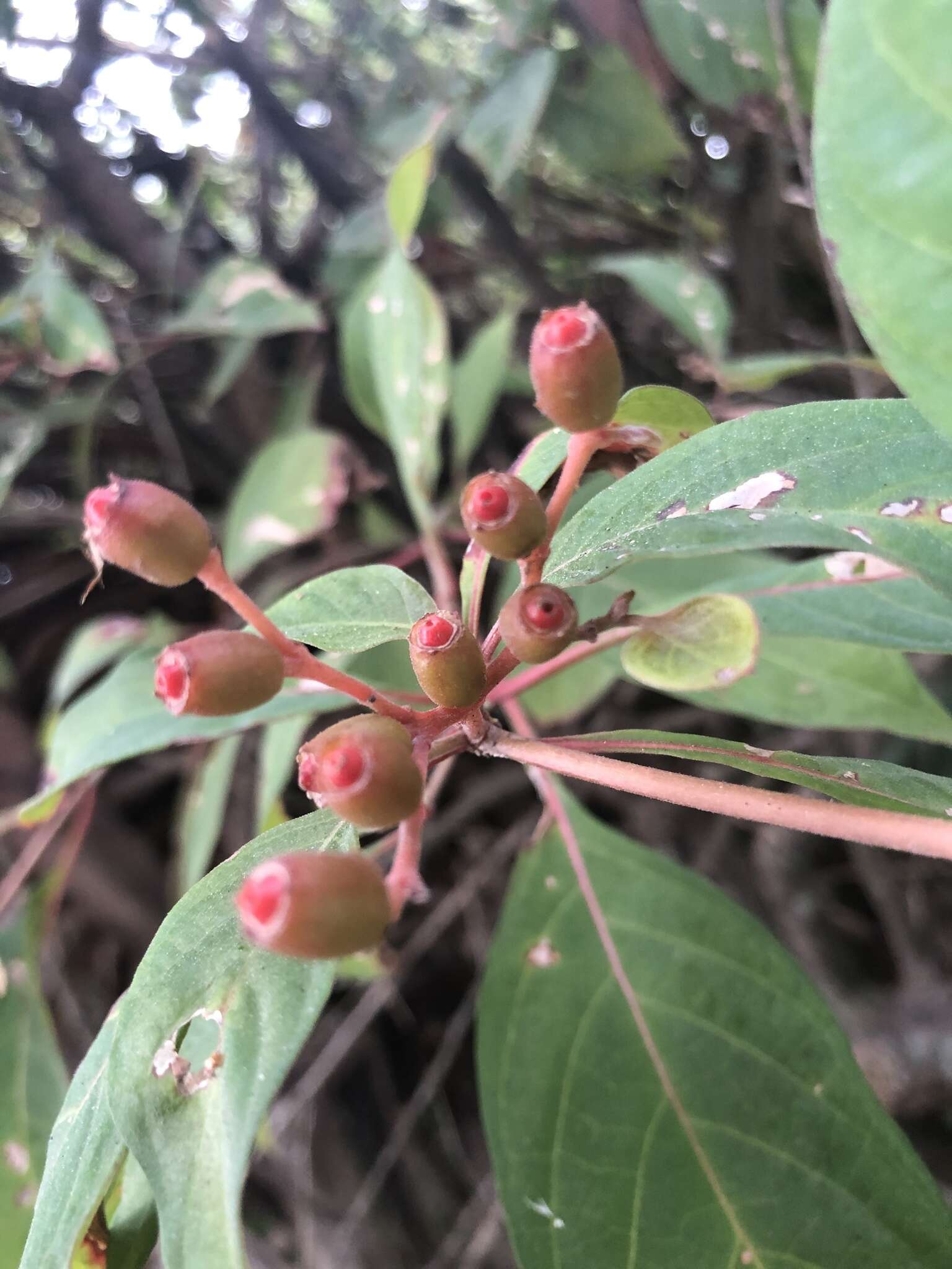 Image of Hamelia patens var. patens