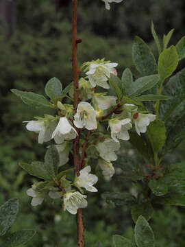 Rhododendron albiflorum Hook. resmi