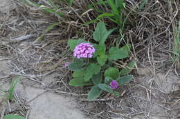 Imagem de Abronia ameliae Lundell