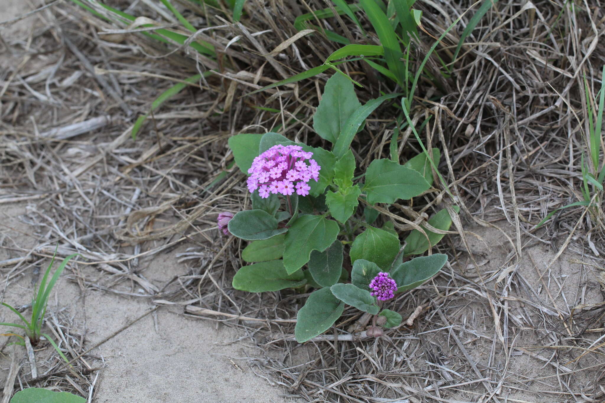 Imagem de Abronia ameliae Lundell