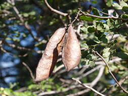 Sivun <i>Cenostigma nordestinum</i> E. Gagnon & G. P. Lewis kuva