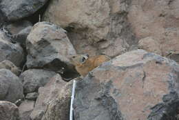 Image of Northern Pika