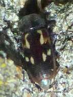 Image of Glischrochilus vittatus (Say 1835)