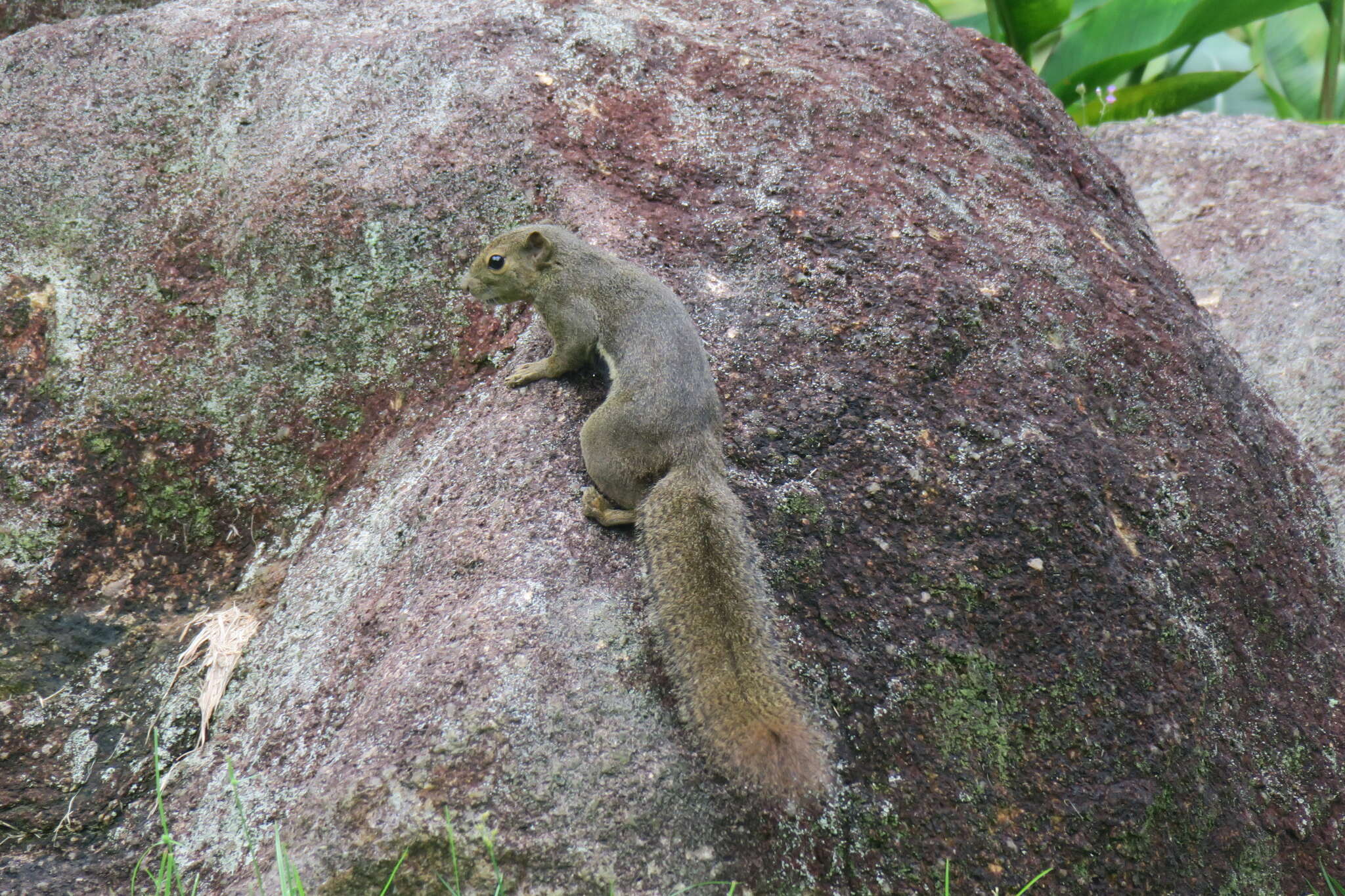 Image of Plantain Squirrel