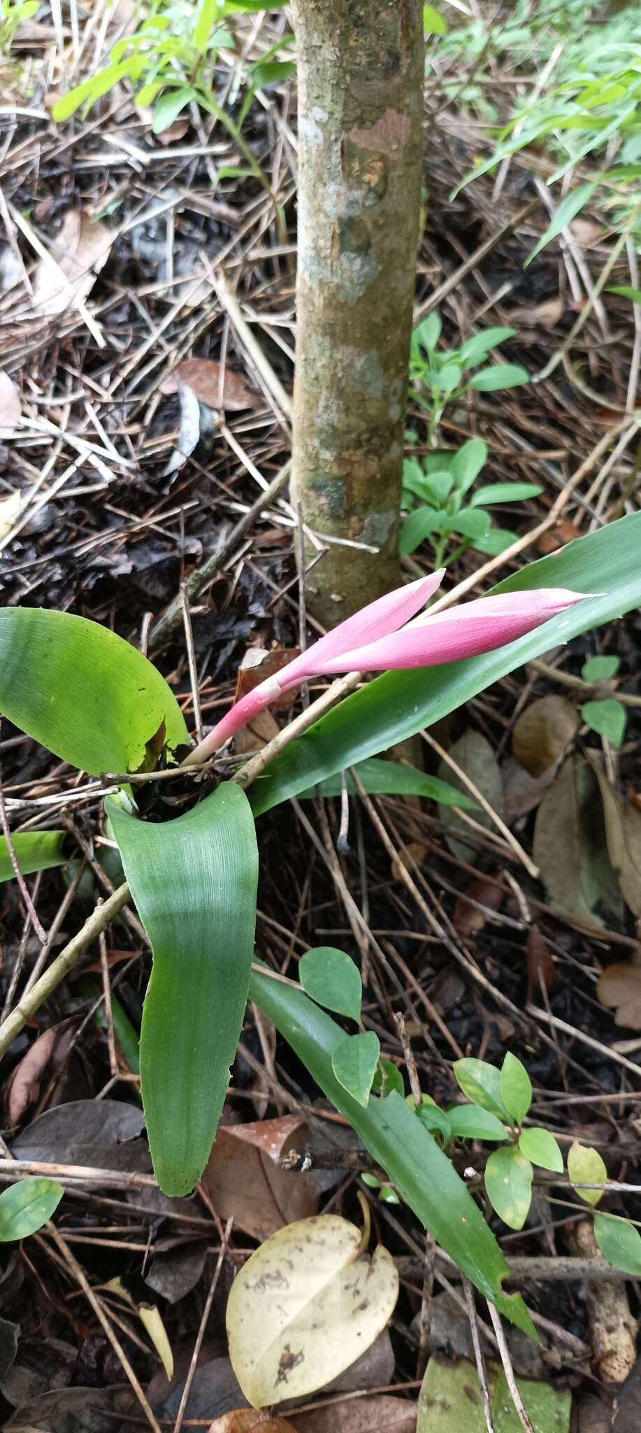 Image of Billbergia distachia (Vell.) Mez