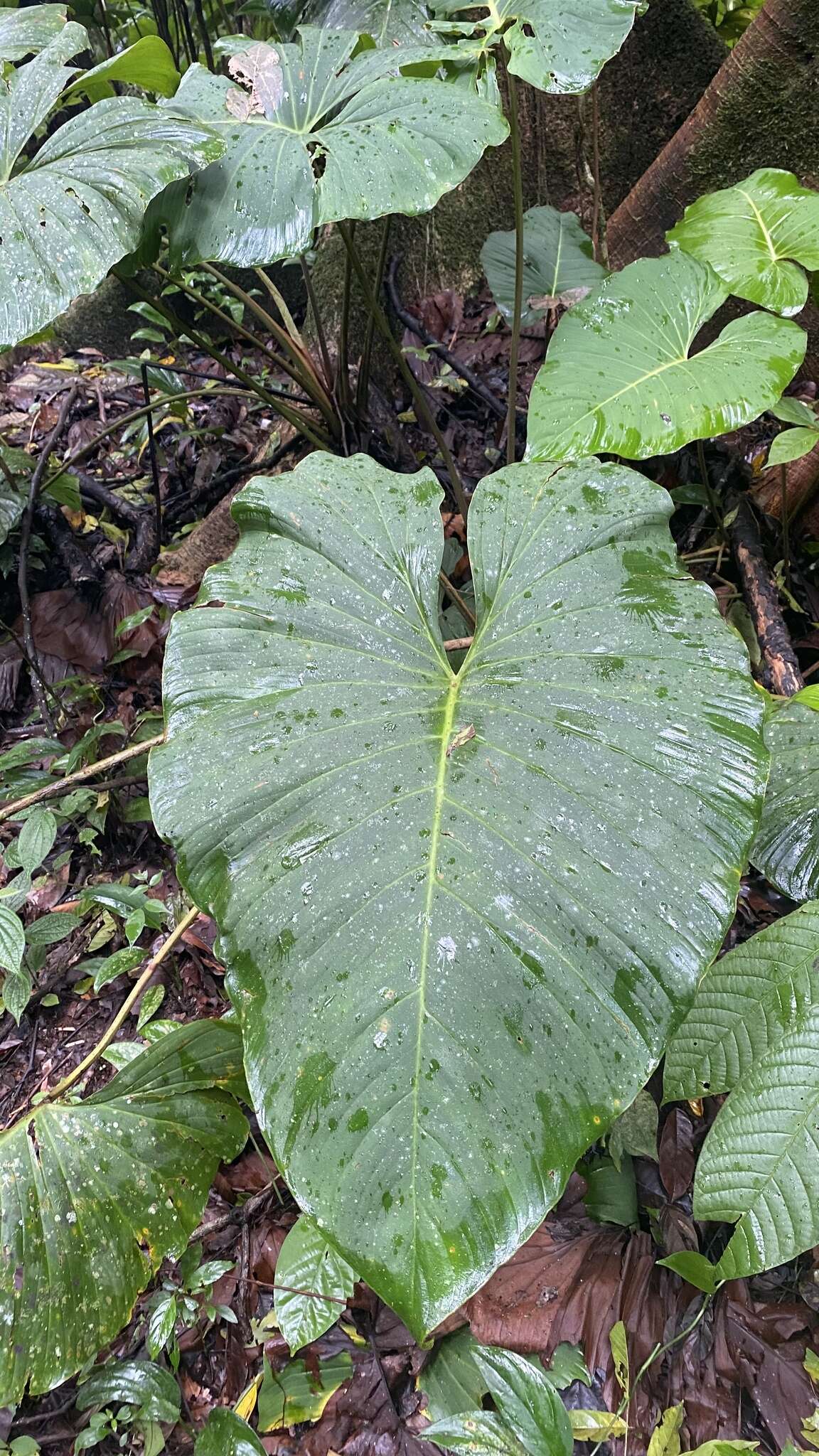 Image of Adelonema wendlandii (Schott) S. Y. Wong & Croat