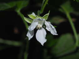 صورة Rubus corchorifolius L. fil.