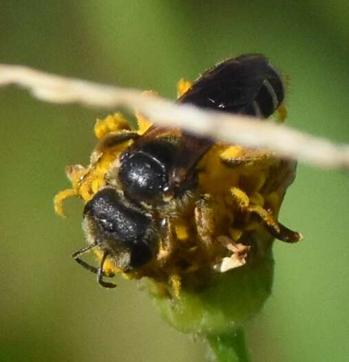 Image of Halictus poeyi Lepeletier 1841