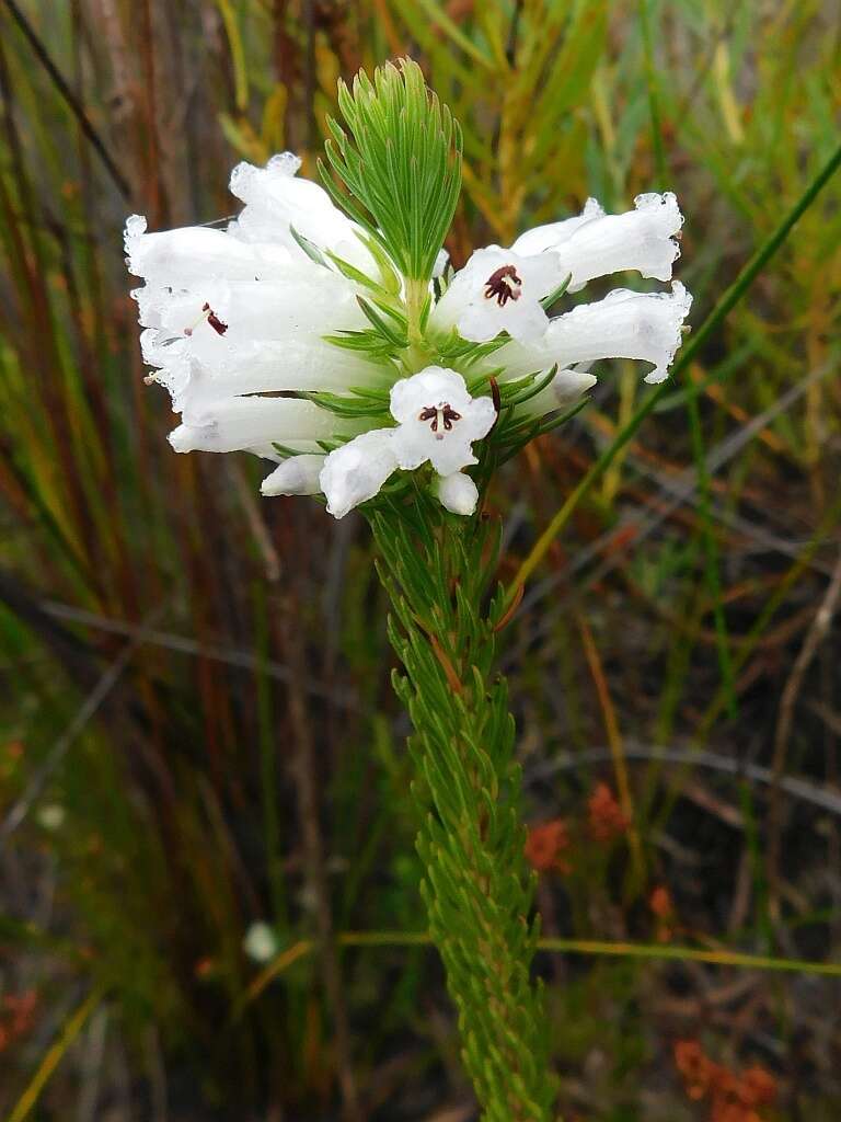 Image of Erica pinea Thunb.