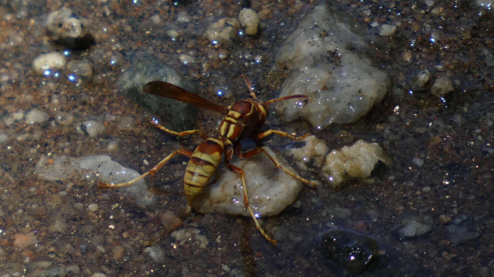 Image of Polistes dorsalis californicus Bohart 1949