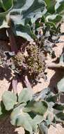 Image of sea kale