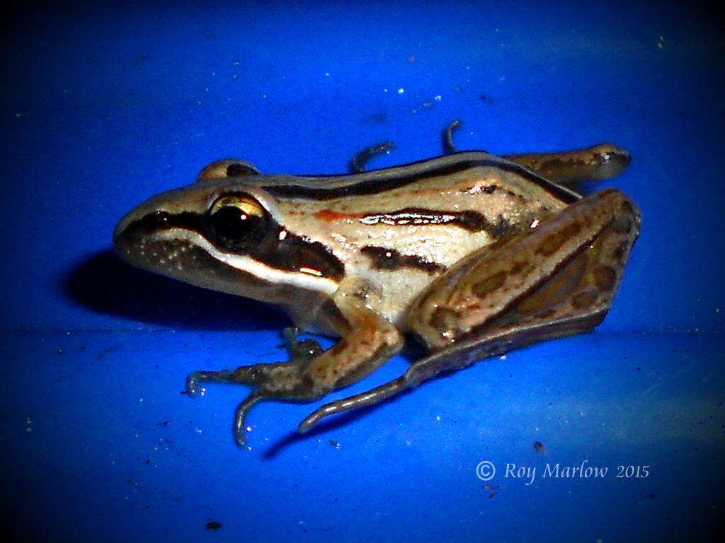 Image of Striped Stream Frog