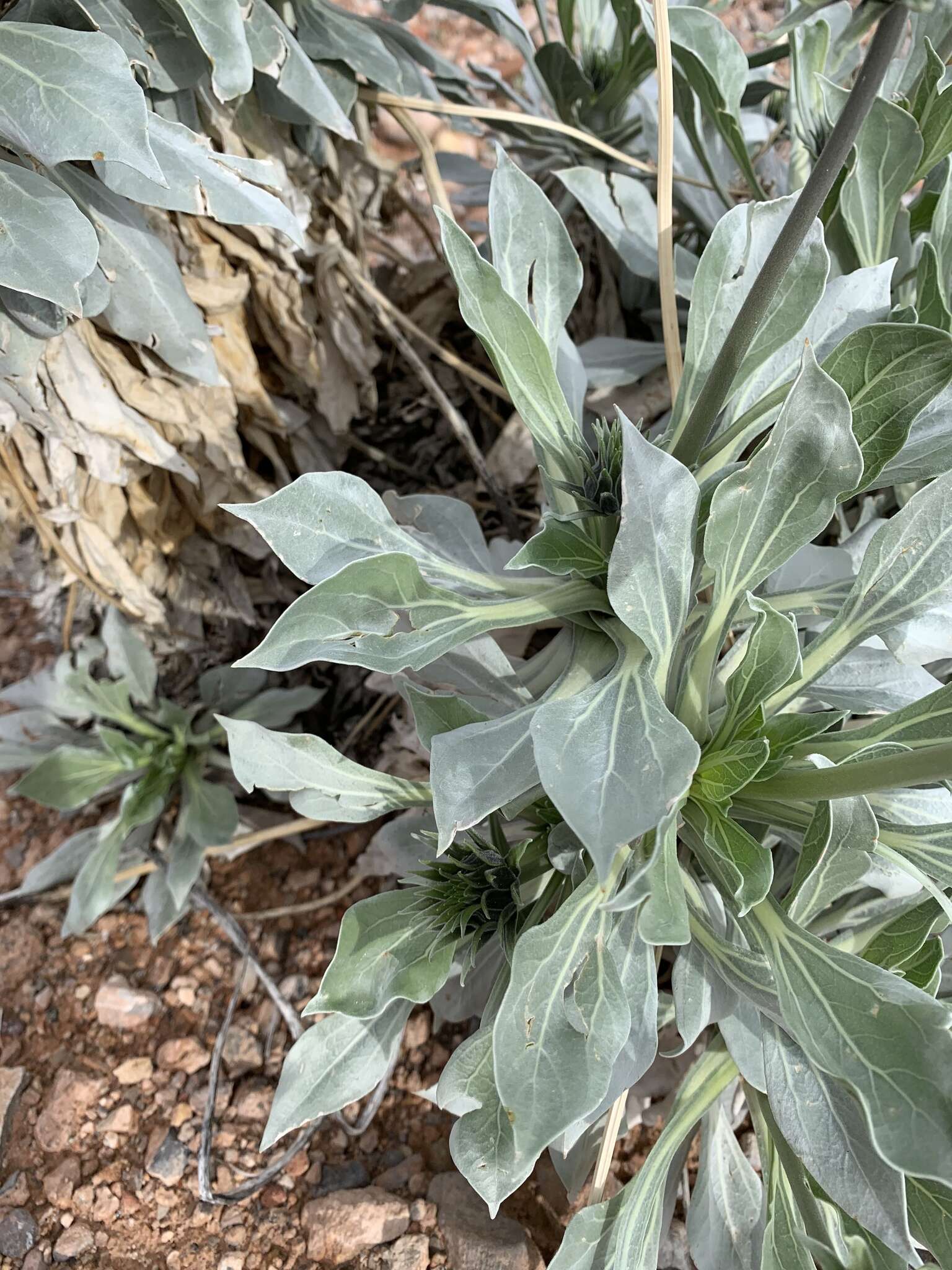 Image of silverleaf sunray