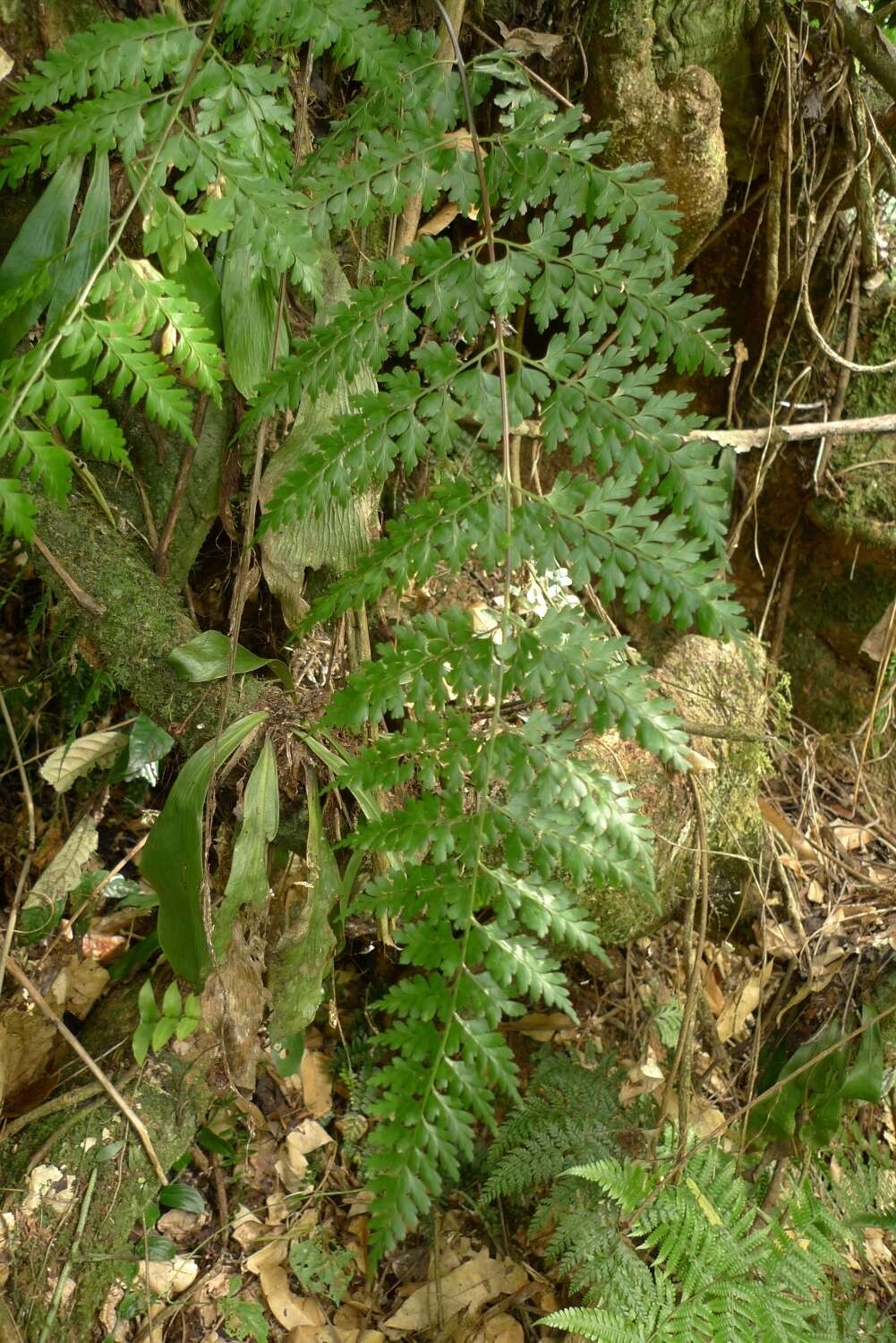 Image of Johnstone River fern