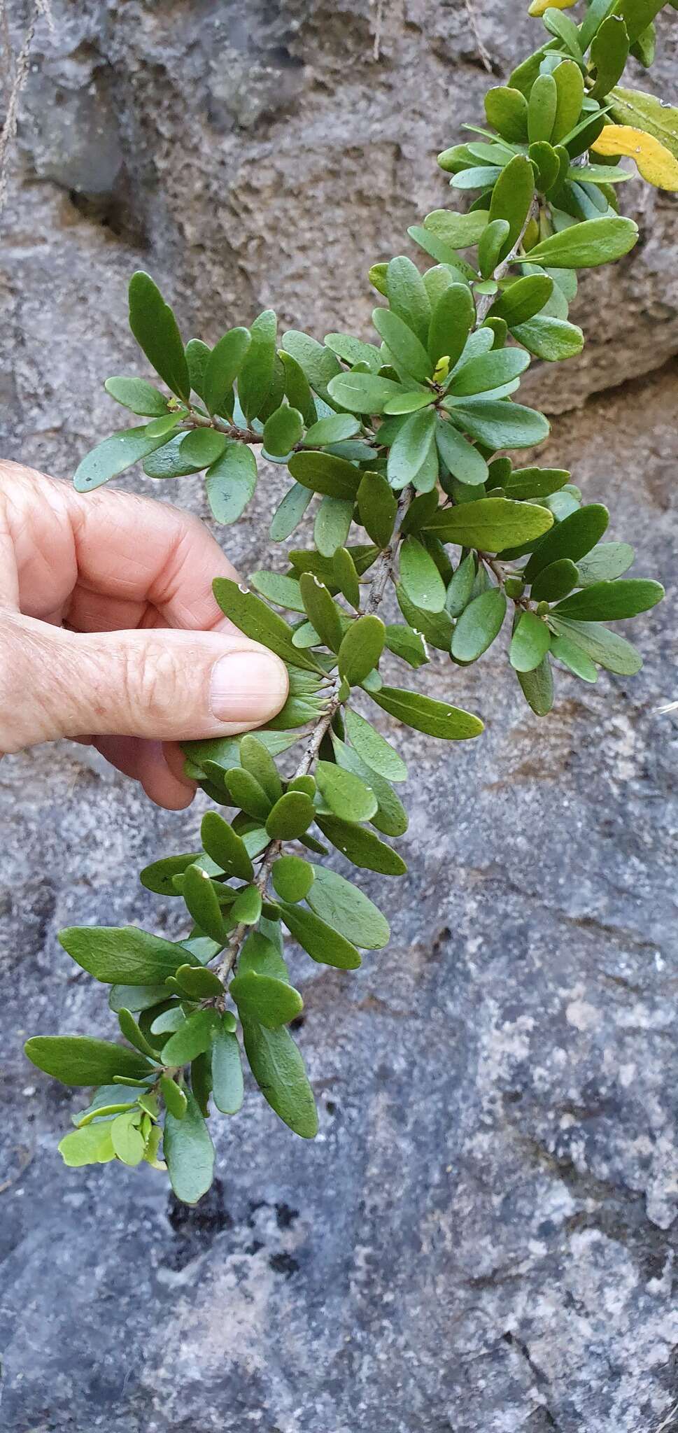 Image of Melicytus improcerus Heenan, Courtney & Molloy