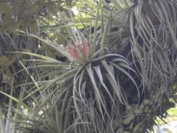 Image of Tillandsia carlsoniae L. B. Sm.