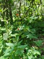 Image de Scrophularia scopolii Hoppe