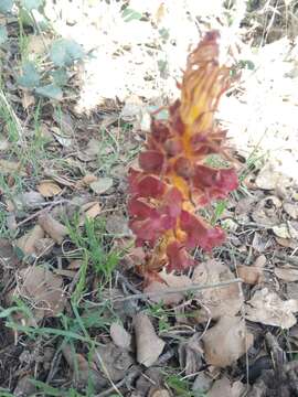 Imagem de Orobanche variegata Wallr.