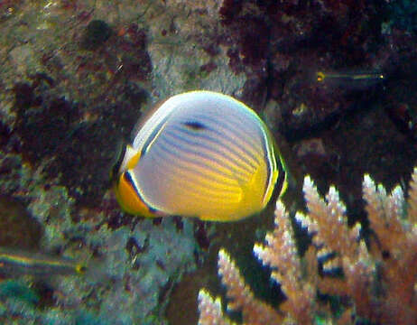 Image of Lineated Butterflyfish