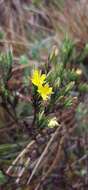 Image of Hypericum lancioides Cuatrec.