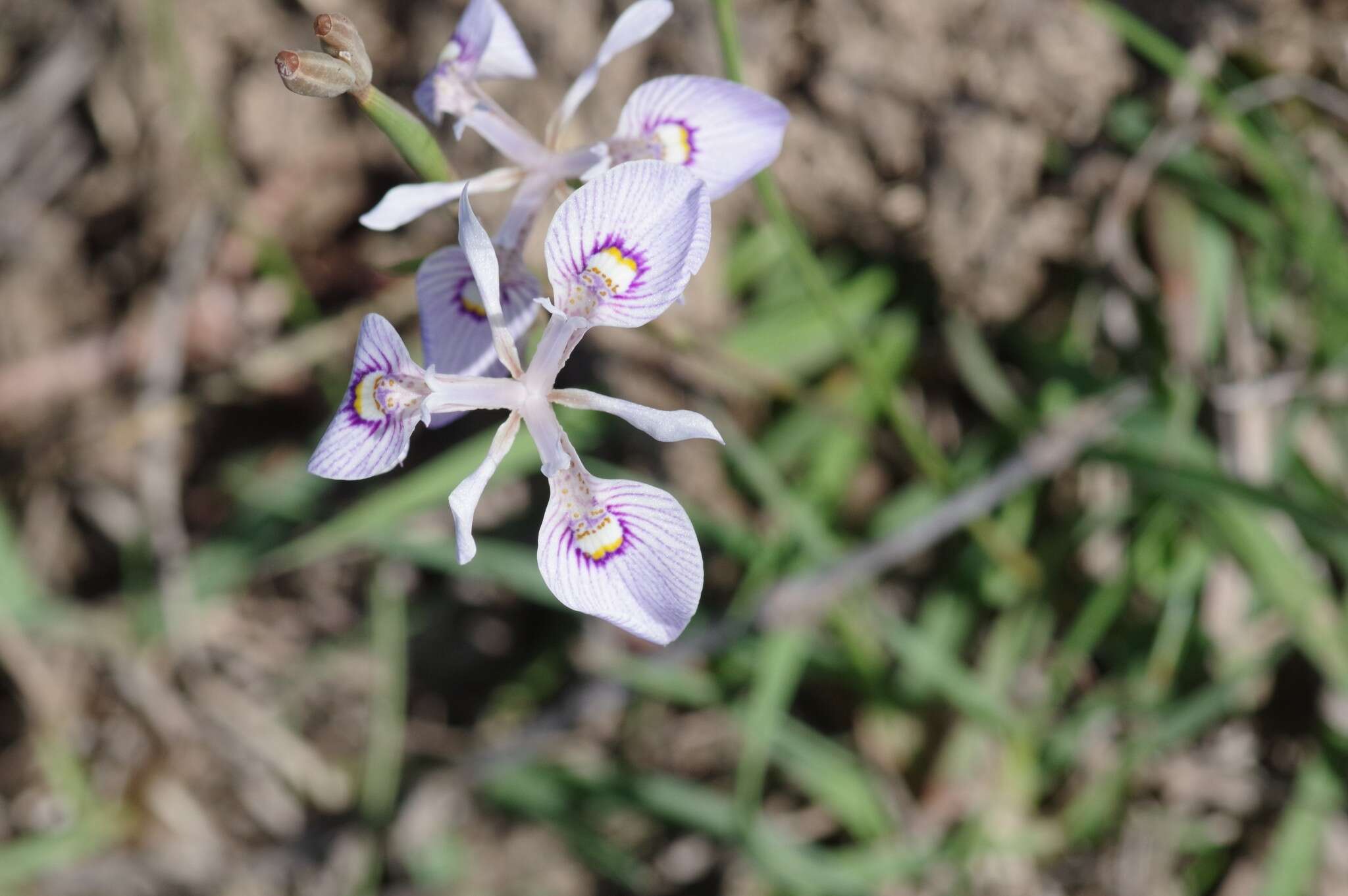 Image of Moraea elliotii Baker