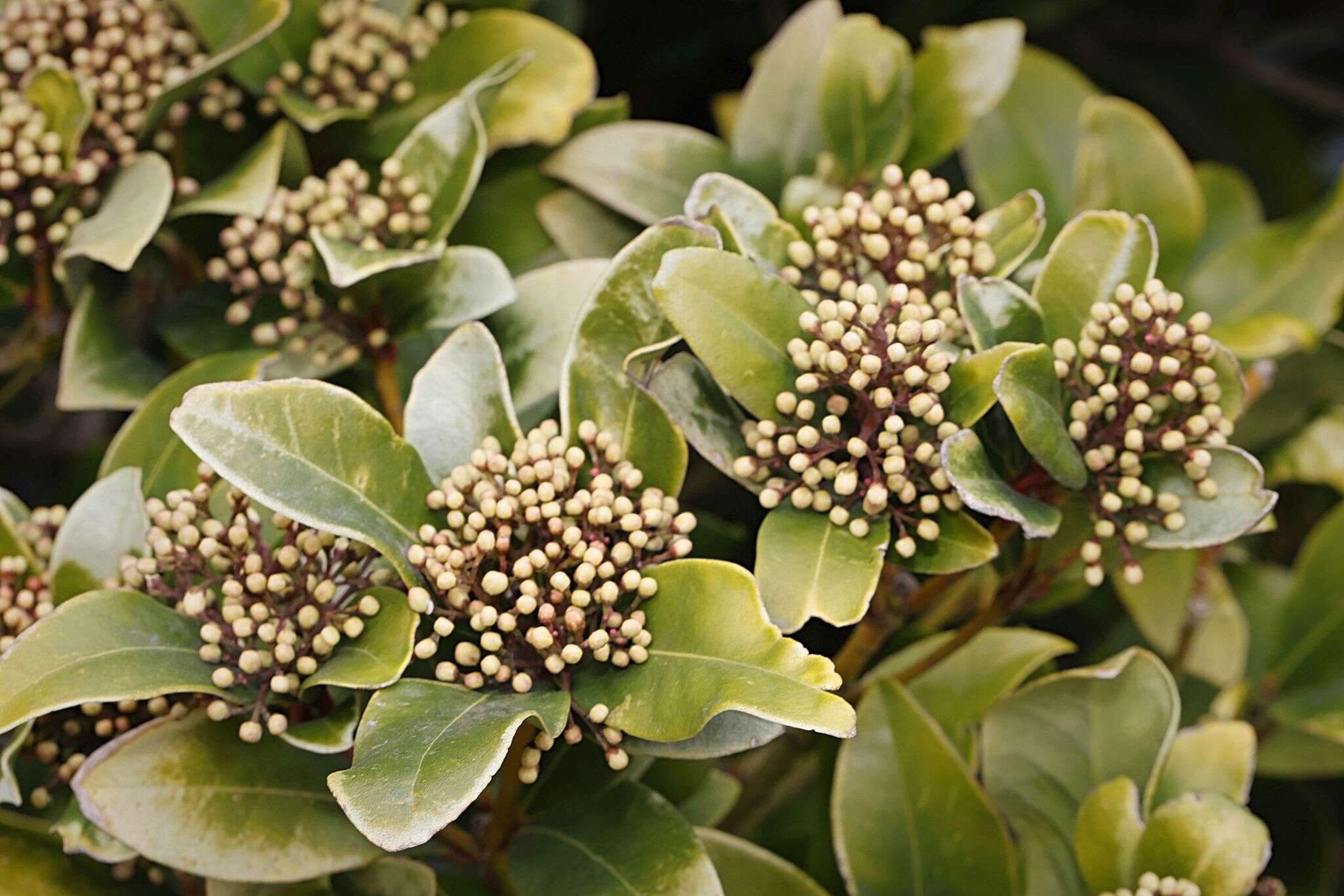 Image of Skimmia