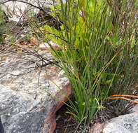 Kniphofia uvaria (L.) Oken resmi