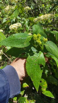 Image of Montanoa tomentosa var. microcephala (Sch. Bip.) B. L. Turner