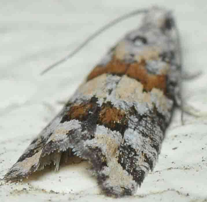 Image of Red-striped Needleworm