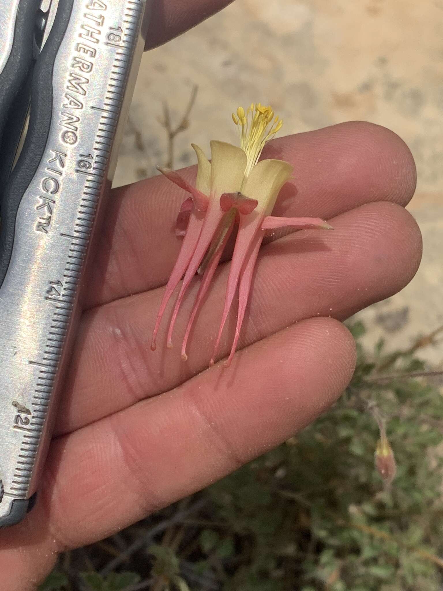 Слика од Aquilegia flavescens var. rubicunda (Tidestr.) S. L. Welsh