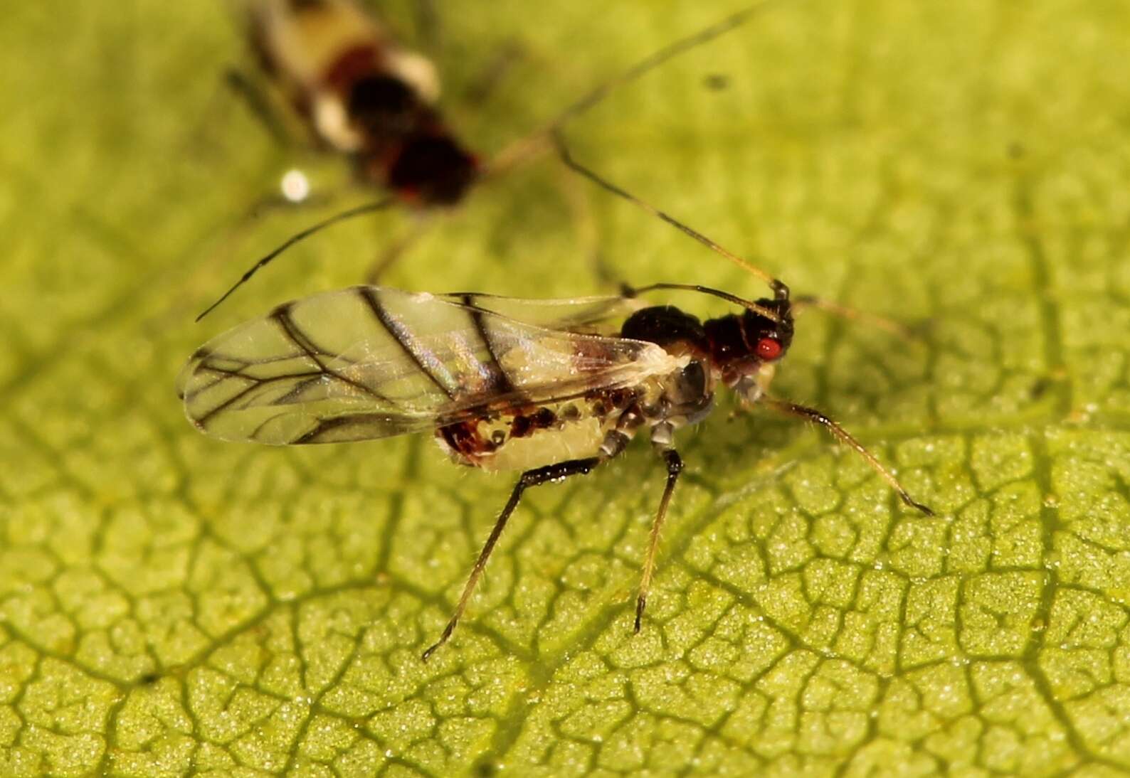 صورة Callipterinella tuberculata (von Heyden 1837)