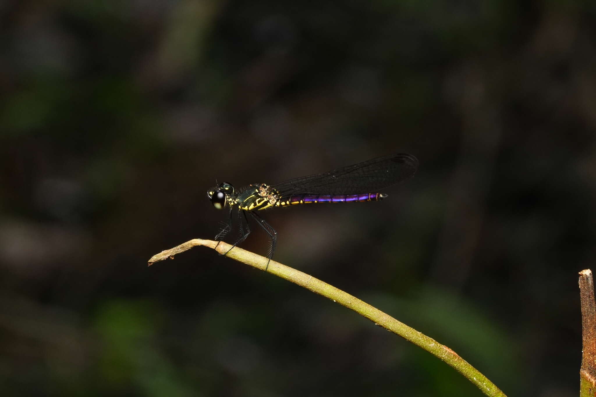 Image of Libellago hyalina (Selys 1859)