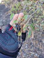 Image de Vitex pyramidata B. L. Rob.